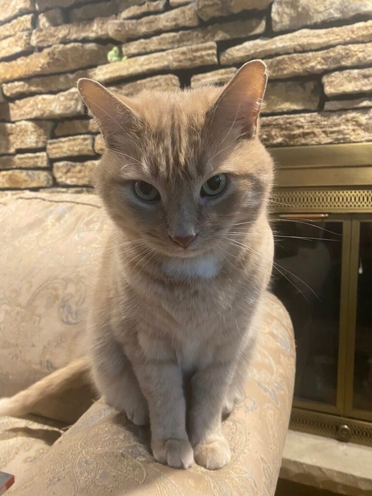 Free spirit friends 3