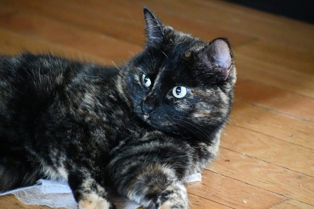 Free spirit friends 4