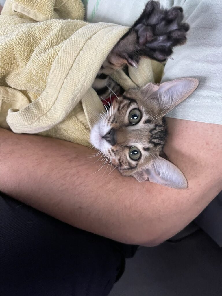 Oliver 6